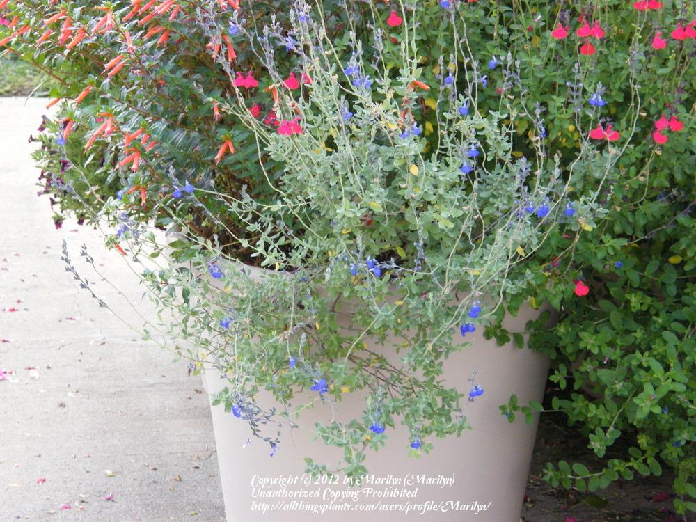 Photo of Blue Oak Sage (Salvia chamaedryoides) uploaded by Marilyn