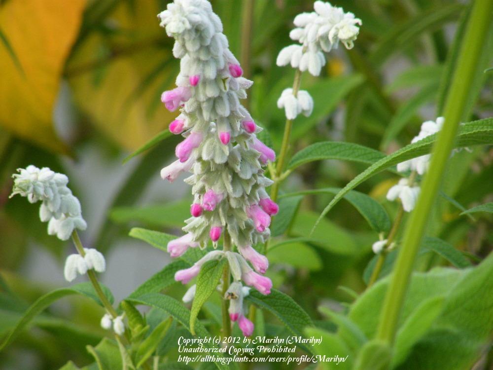 Photo of Mexican Bush Sage (Salvia leucantha 'Danielle's Dream') uploaded by Marilyn