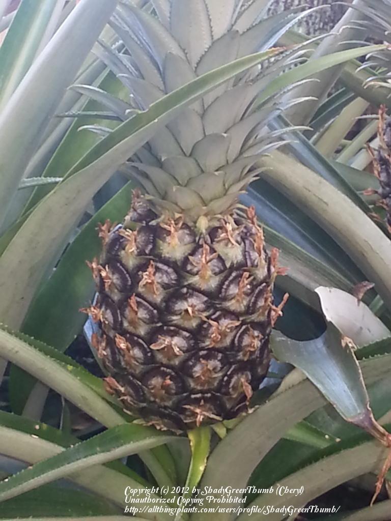 Photo of Pineapple (Ananas comosus) uploaded by ShadyGreenThumb