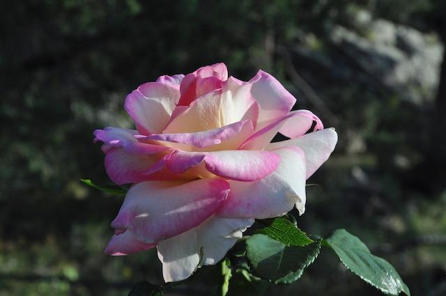 Photo of Rose (Rosa 'LeAnn Rimes') uploaded by Steve812
