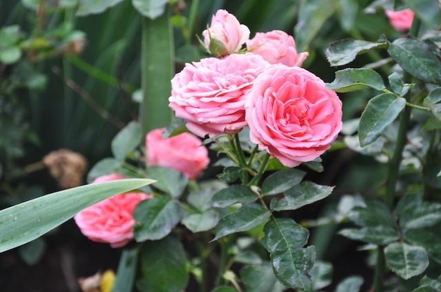 Photo of Rose (Rosa 'Kimono') uploaded by Steve812