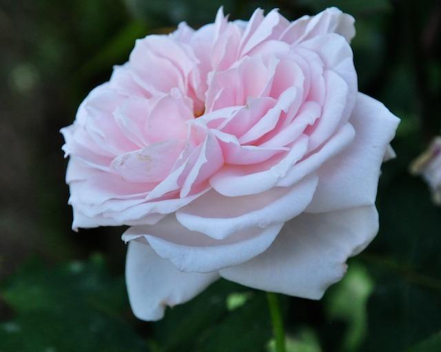 Photo of Rose (Rosa 'Quietness') uploaded by Steve812