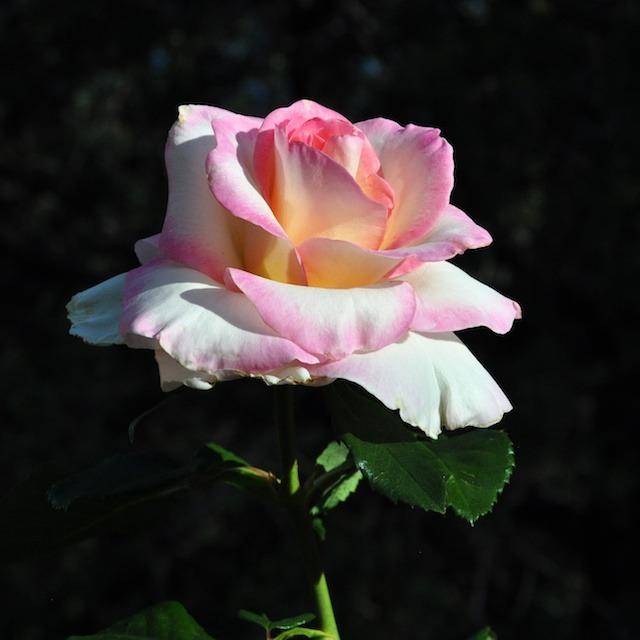 Photo of Rose (Rosa 'LeAnn Rimes') uploaded by Steve812