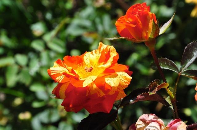 Photo of Rose (Rosa 'Oranges 'n' Lemons') uploaded by Steve812