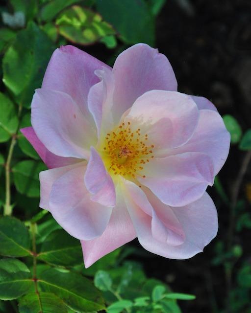Photo of Rose (Rosa 'Pink Parfait') uploaded by Steve812