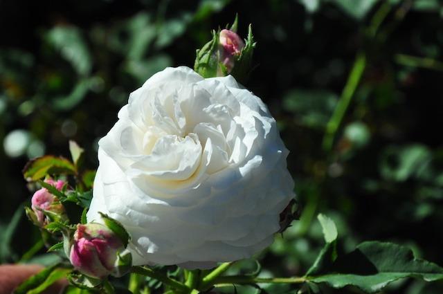 Photo of Rose (Rosa 'Boule de Neige') uploaded by Steve812