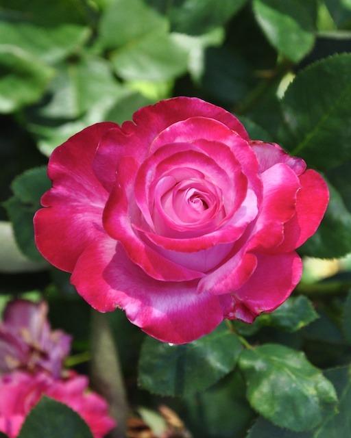 Photo of Rose (Rosa 'Paradise Found') uploaded by Steve812
