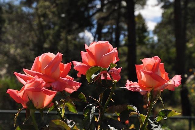 Photo of Rose (Rosa 'Folklore') uploaded by Steve812