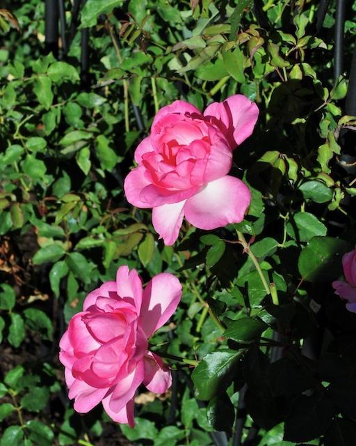 Photo of Rose (Rosa 'Centenaire de Lourdes') uploaded by Steve812