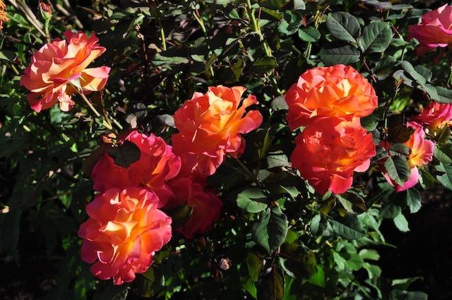 Photo of Rose (Rosa 'Mardi Gras') uploaded by Steve812