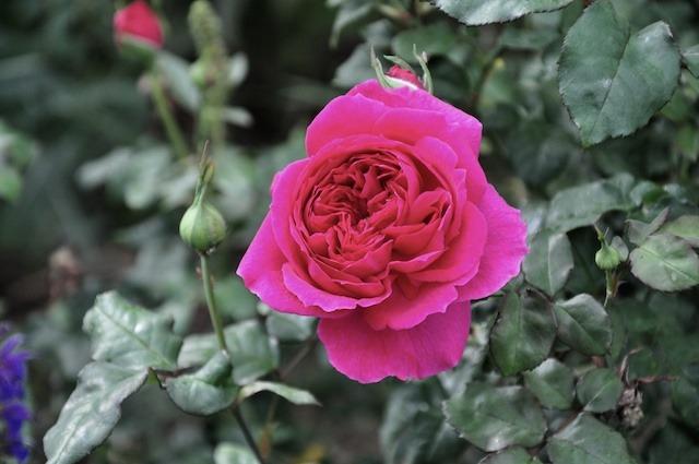 Photo of Rose (Rosa 'Young Lycidas') uploaded by Steve812