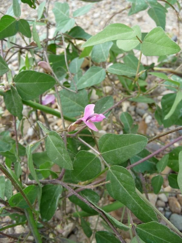 Photo of Pink Wild Bean (Strophostyles umbellata) uploaded by gardengus