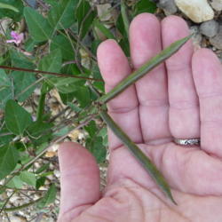 Location: Illinois zone 6  creek bed
Date: sept 16 2012