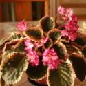African Violets Are Easy To Grow