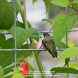 Location: My garden in Kentucky
Date: 2012-09-23
Hummer resting among the plant.  Hummers love the double-stacked 