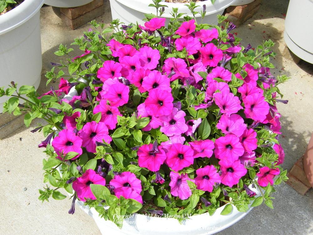 Photo of Multiflora Spreading/Trailing Petunia (Petunia Wave® Purple Classic) uploaded by Marilyn