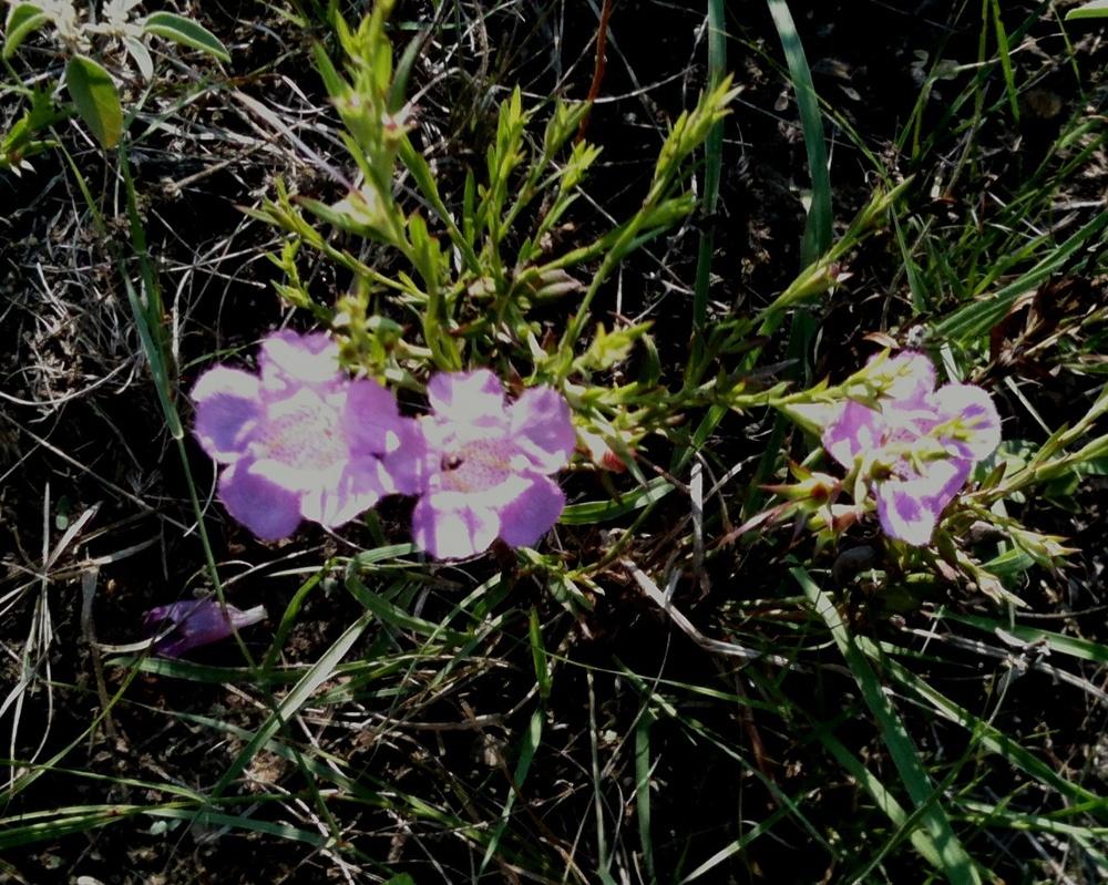 Photo of Prairie Agalinis (Agalinis heterophylla) uploaded by imabirdnut