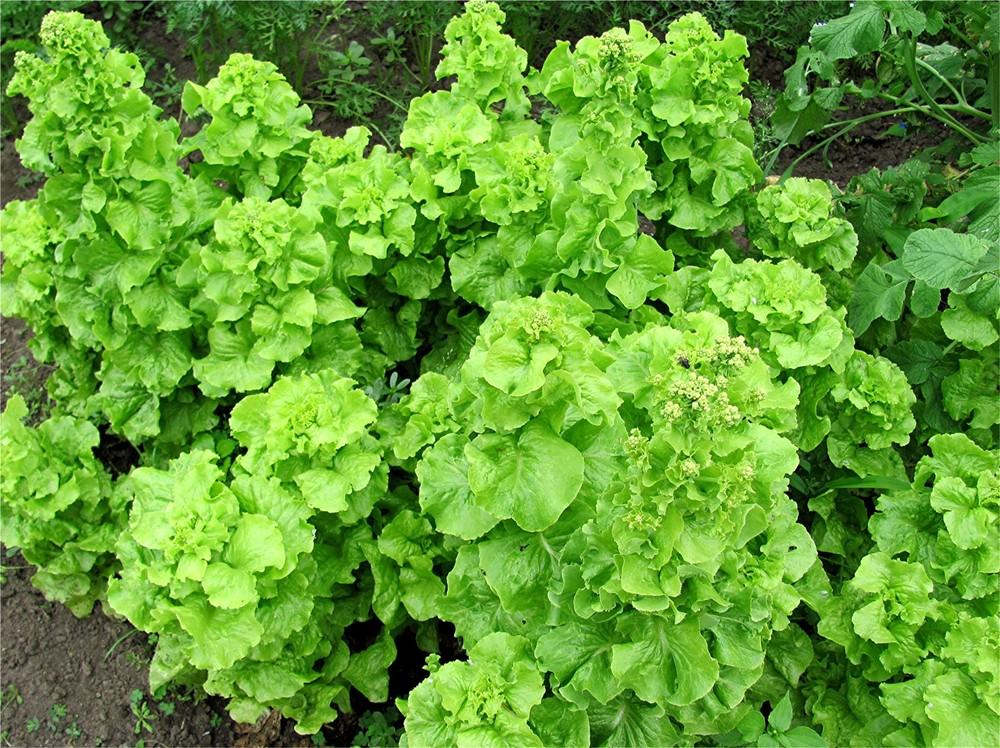 Photo of Lettuce (Lactuca sativa 'Eiersalaat') uploaded by LarryR