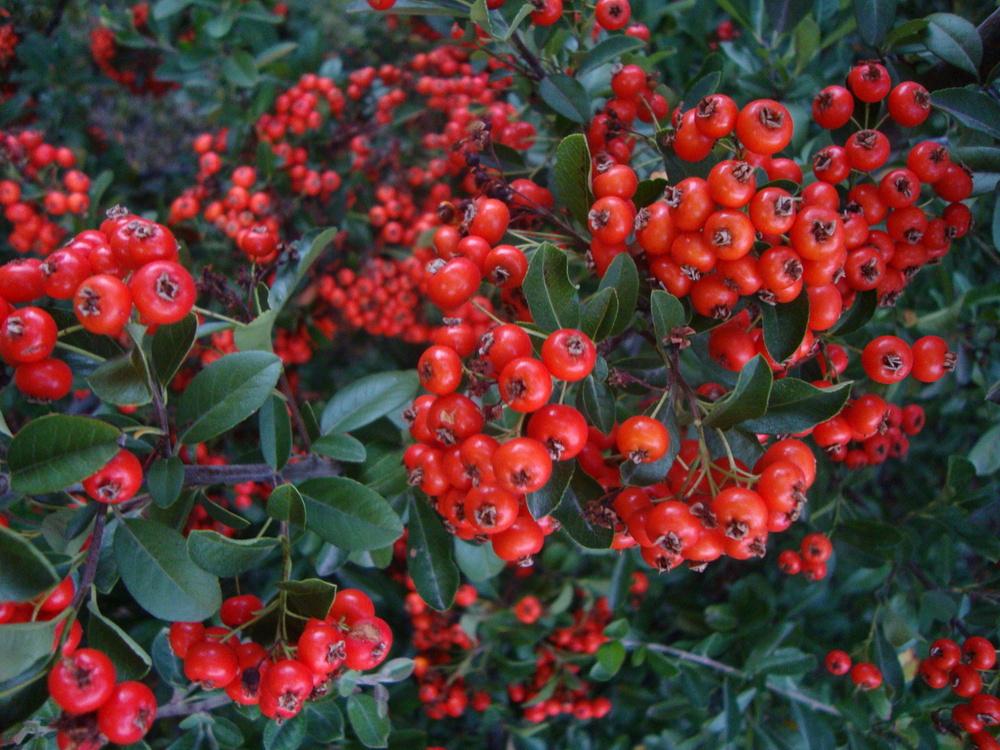Photo of Firethorn (Pyracantha coccinea) uploaded by Paul2032
