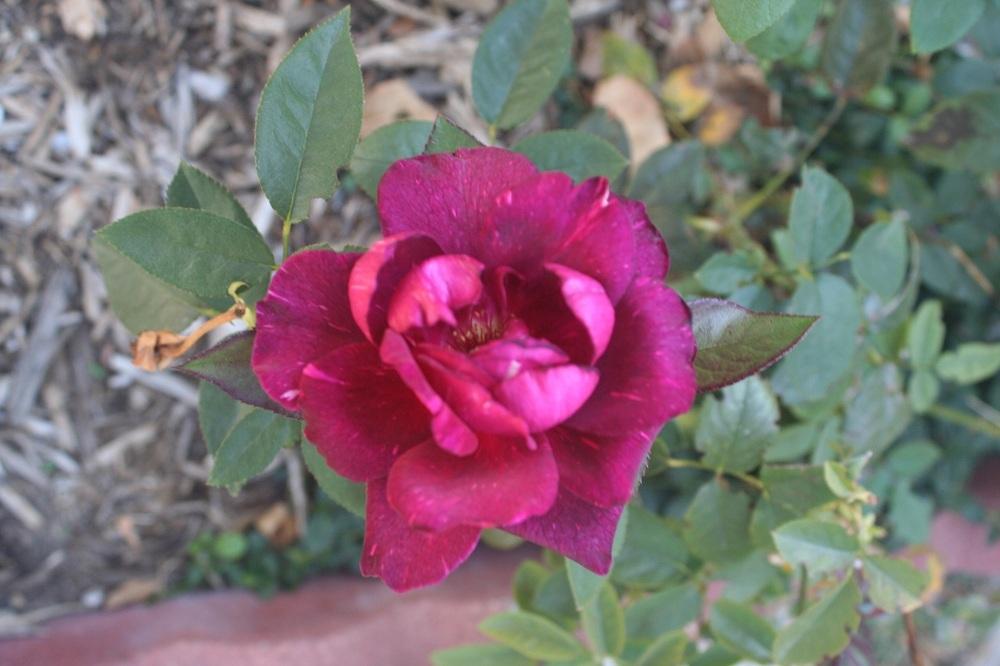 Photo of Rose (Rosa 'Intrigue') uploaded by Skiekitty