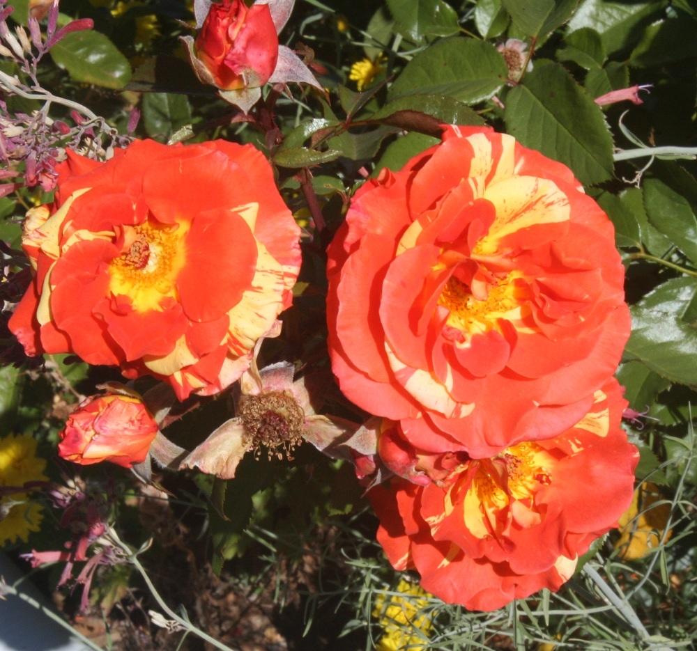 Photo of Rose (Rosa 'Oranges 'n' Lemons') uploaded by Skiekitty