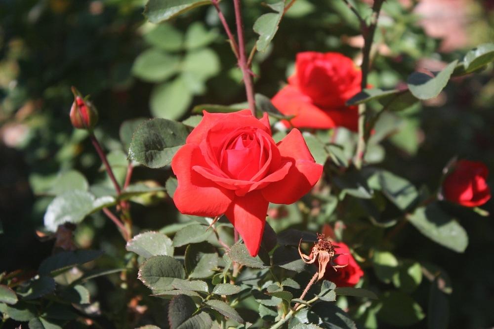Photo of Rose (Rosa 'Kordes' Brillant') uploaded by Skiekitty