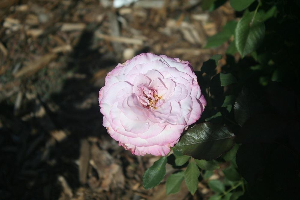 Photo of Rose (Rosa 'Nicole Carol Miller') uploaded by Skiekitty