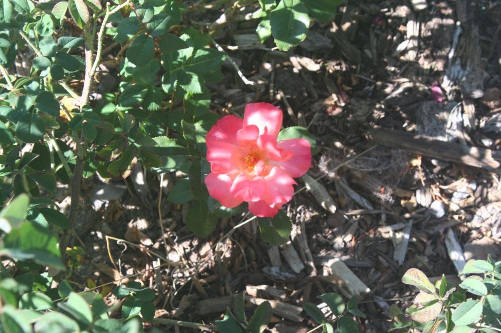 Photo of Rose (Rosa 'Playboy') uploaded by Skiekitty