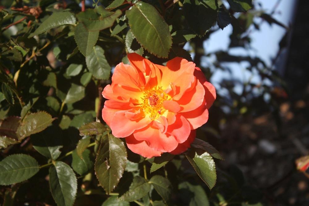Photo of Rose (Rosa 'New Year') uploaded by Skiekitty