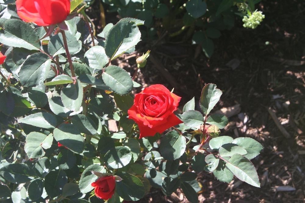 Photo of Rose (Rosa 'Kordes' Brillant') uploaded by Skiekitty