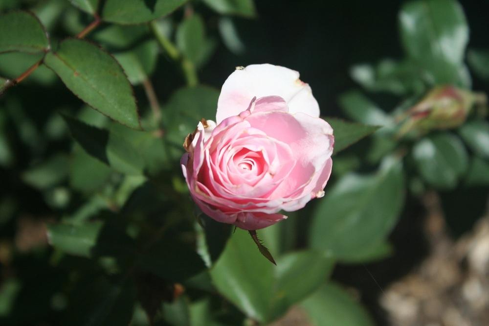 Photo of Rose (Rosa 'Queen Elizabeth') uploaded by Skiekitty