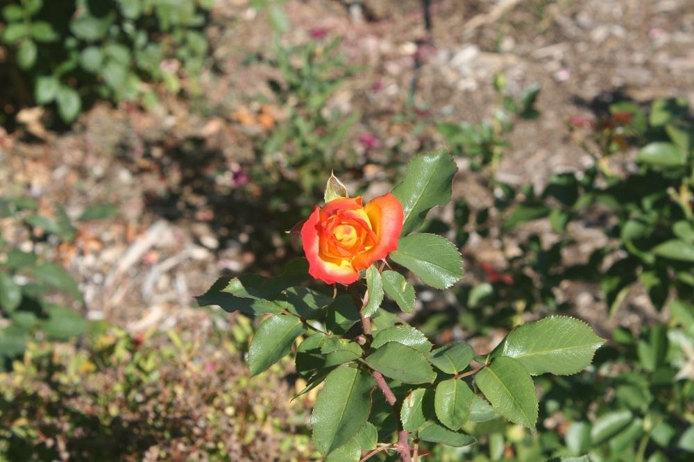 Photo of Rose (Rosa 'Joseph's Coat') uploaded by Skiekitty