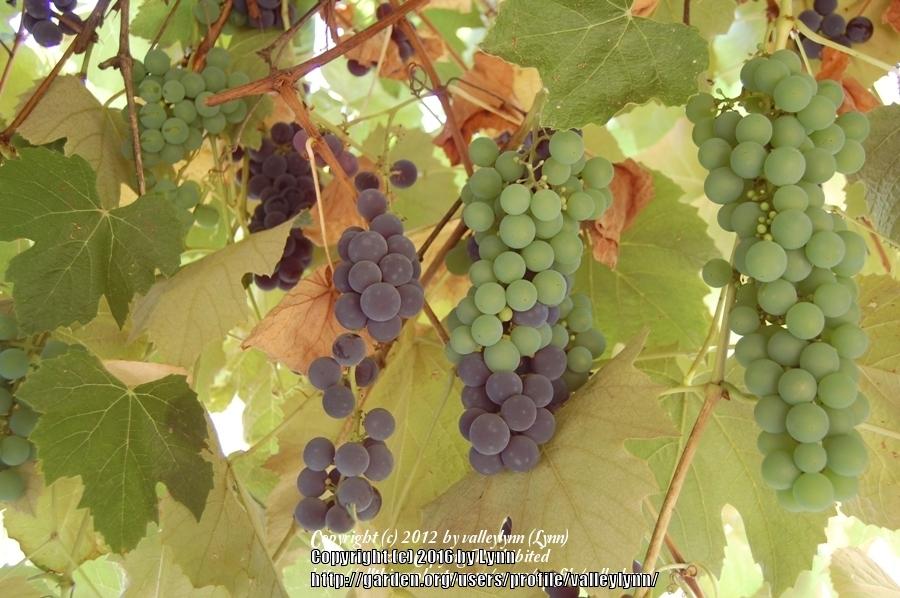 Photo of Concord Grape (Vitis labrusca 'Concord') uploaded by valleylynn