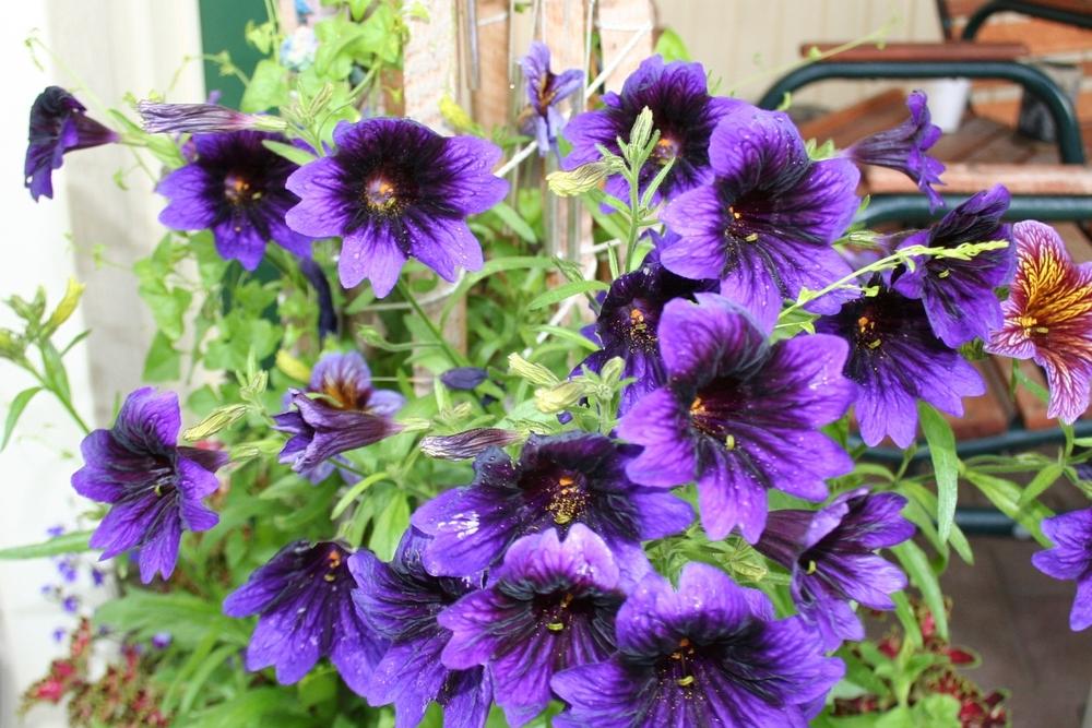 Photo of Painted Tongue (Salpiglossis sinuata 'Kew Blue') uploaded by 4susiesjoy