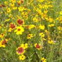 Fall Tip: Plant Wildflower Seeds