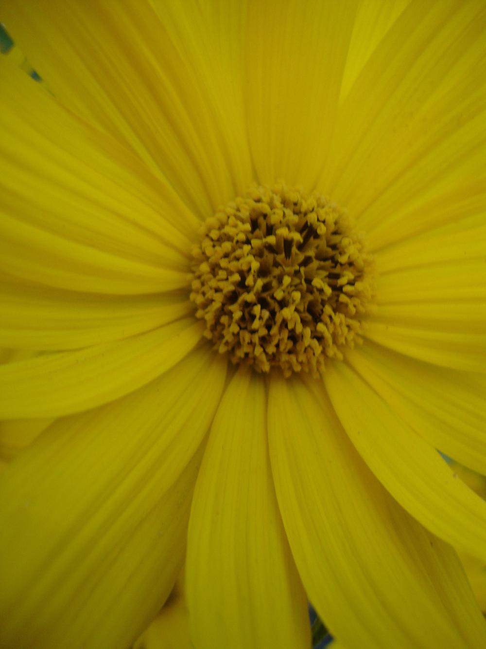 Photo of Maximilian Sunflower (Helianthus maximiliani) uploaded by Paul2032