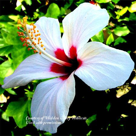 Photo of Tropical Hibiscus (Hibiscus rosa-sinensis 'White Versicolor') uploaded by SongofJoy