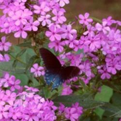 Location: Butterfly garden
Date: 8-23-2009
Beautiful Fuschia blooms of 'Robert Poore' Phlox