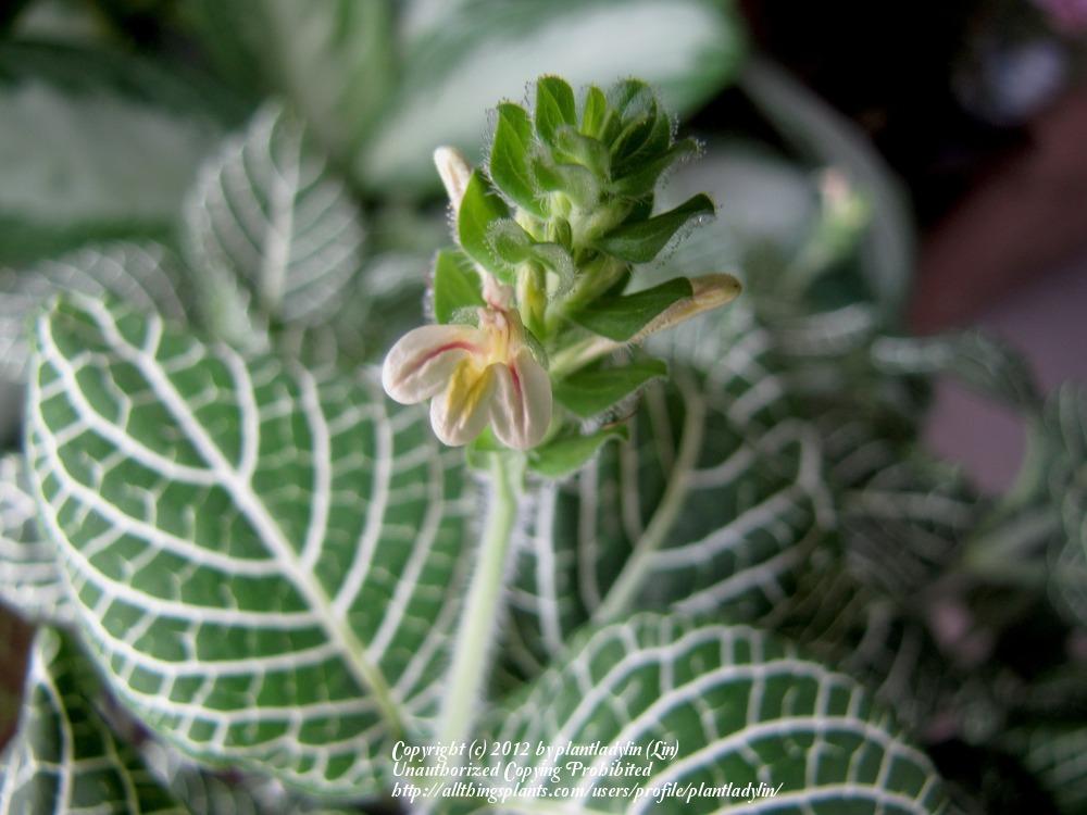 Photo of Nerve Plant (Fittonia albivenis 'White Brocade') uploaded by plantladylin