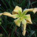 Unusual Forms of Daylilies