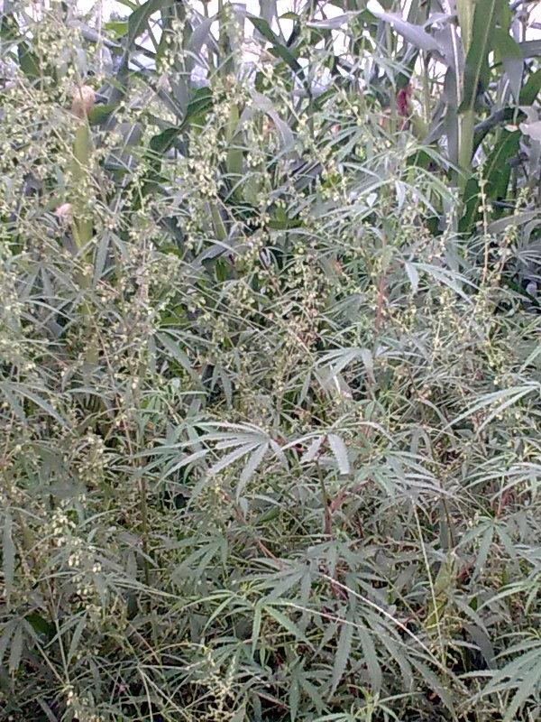 Photo of Marijuana (Cannabis sativa subsp. indica) uploaded by KAMasud
