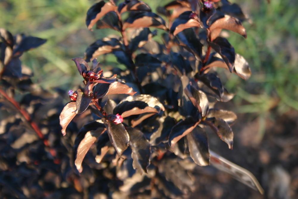 Photo of Crepe Myrtle (Lagerstroemia 'Ebony Flame') uploaded by dave