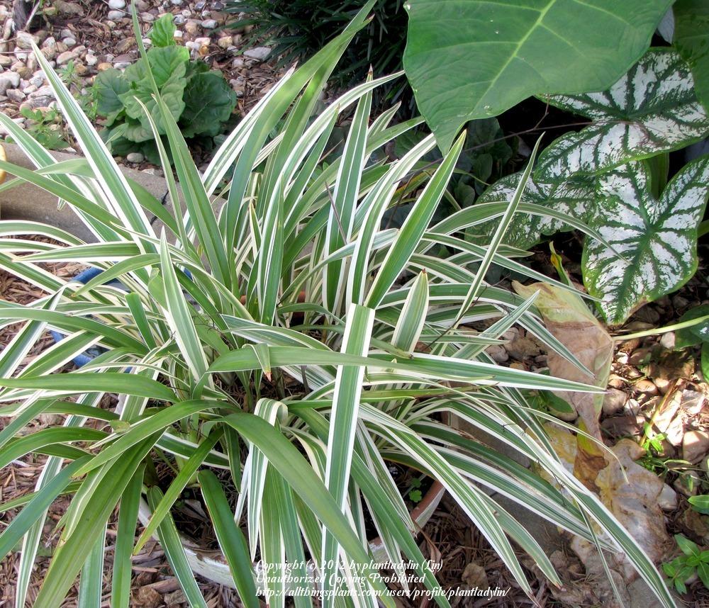 Photo of Variegated Flax Lily (Dianella tasmanica 'Variegata') uploaded by plantladylin
