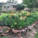 Amending Soil and Fertilizing Daylilies in Our Part of the South