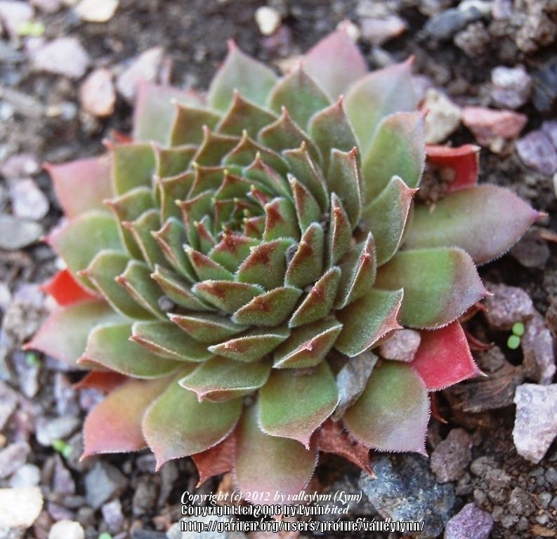 Photo of Hen and Chicks (Sempervivum 'Pacific Red Rose') uploaded by valleylynn