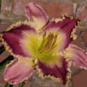 Growing and Photographing Daylilies in Sunny Regions