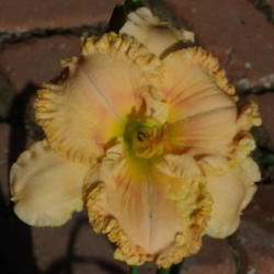 Location: My garden in Bakersfield, CA
Date: 2012-10-06 