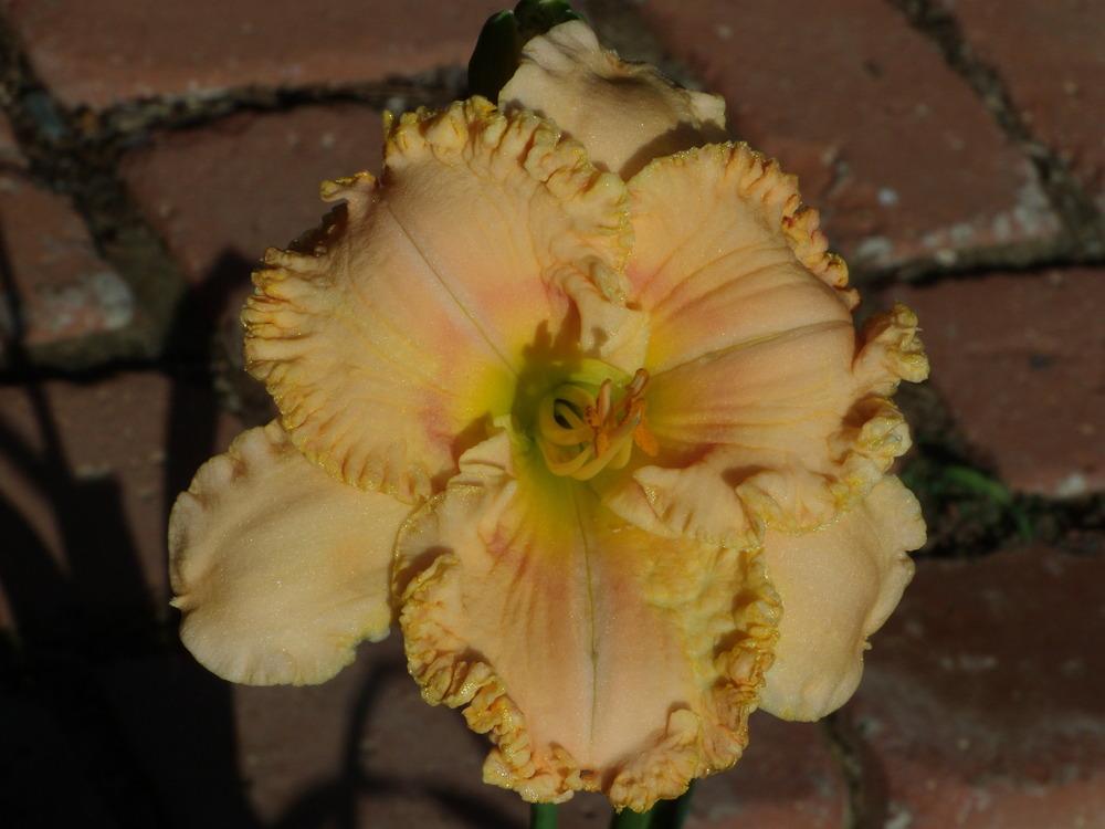 Photo of Daylily (Hemerocallis 'Color Fusion') uploaded by Betja