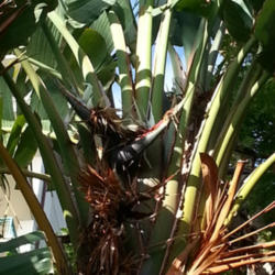 Location: Ka'anapali, Maui, Hawaii
Date: 10/05/12
Notice the remains of previous \"birds\" below these.