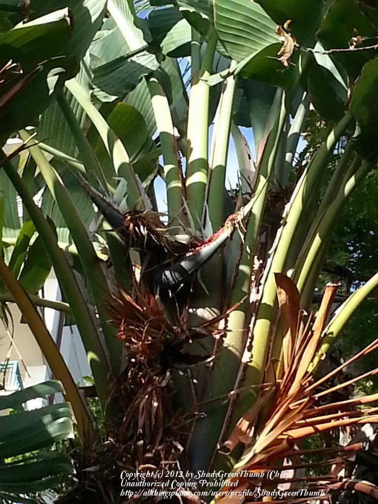 Photo of Travelers Palm (Ravenala madagascariensis) uploaded by ShadyGreenThumb